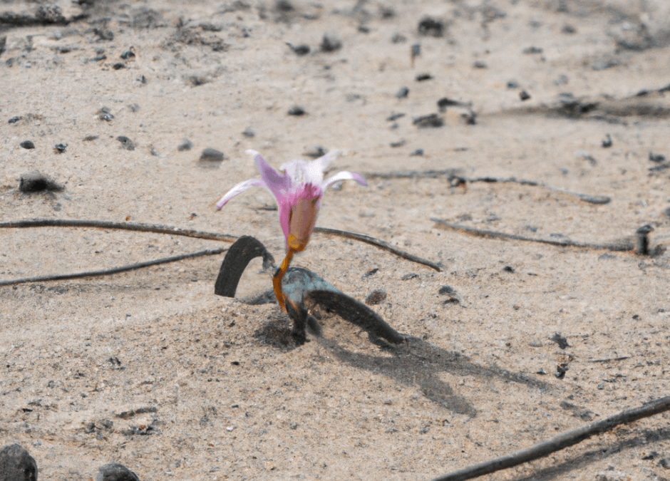 Trauer, Blume